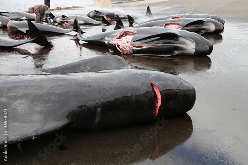 The killed black dolphins are being cut by the inhabitants of the commune of Runavik, Faroe Islands