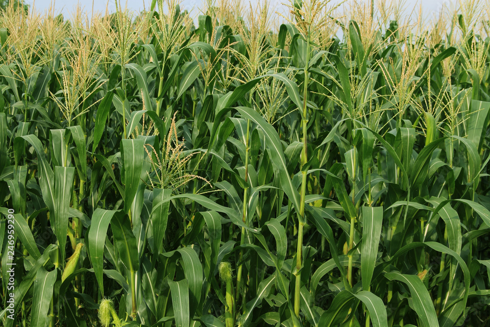 Corn farm. corn field with corn flower blooming Corn farm. corn field with corn flower blooming