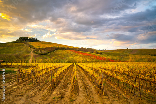 Chianti Region, vineyards in autumn at sunset. Tuscany, Italy