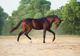 bay marwari stallion