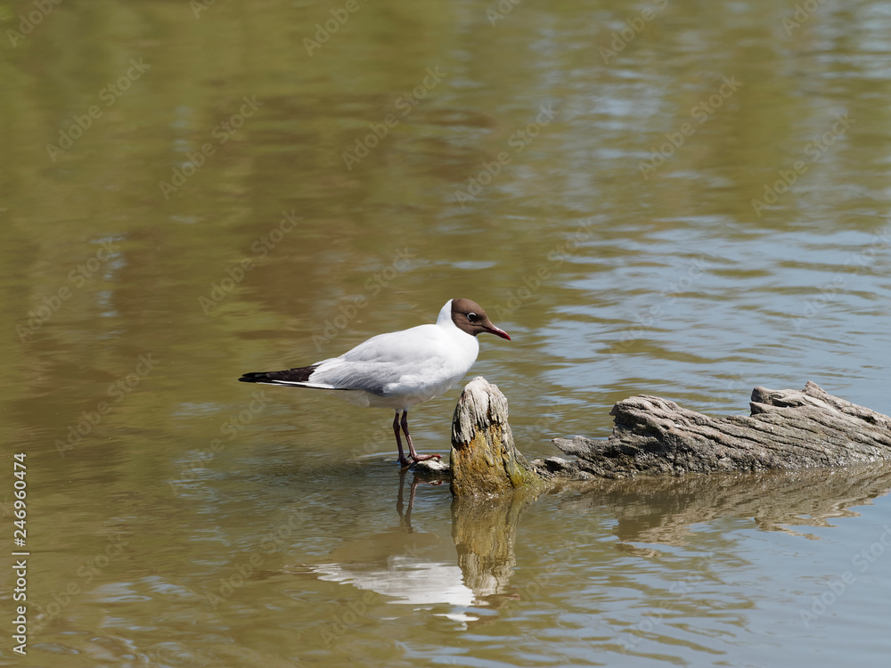 Chroicocephalus ridibundus - Mouette rieuse adulte au plumage d'été avec la tête au capuchon brun sombre posée sur un rocher