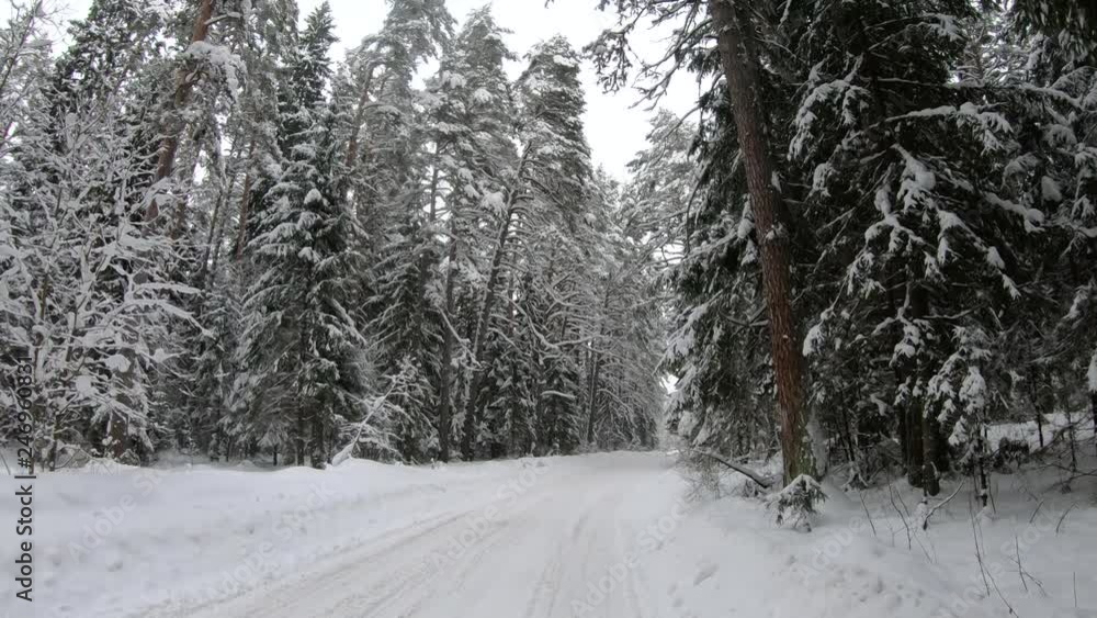 The winter forest. Road in the woods in winter. The winter forest. Road in the woods in winter.