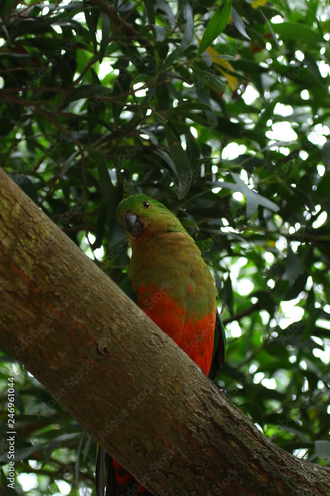 Parrots in Australia are diverse and colorful, photographed in the southern part of Australia and Kangaroo Island