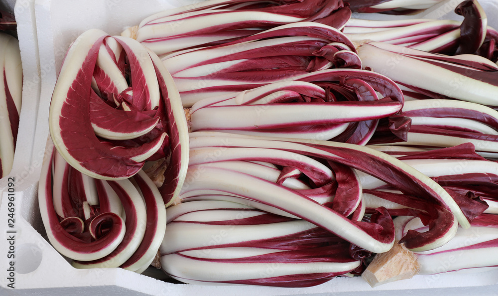 red chicory also known as a late radicchio typical of the Veneto