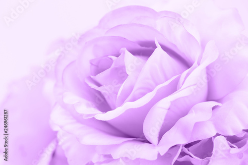 purple color roses made with gradient in soft style for abstract background