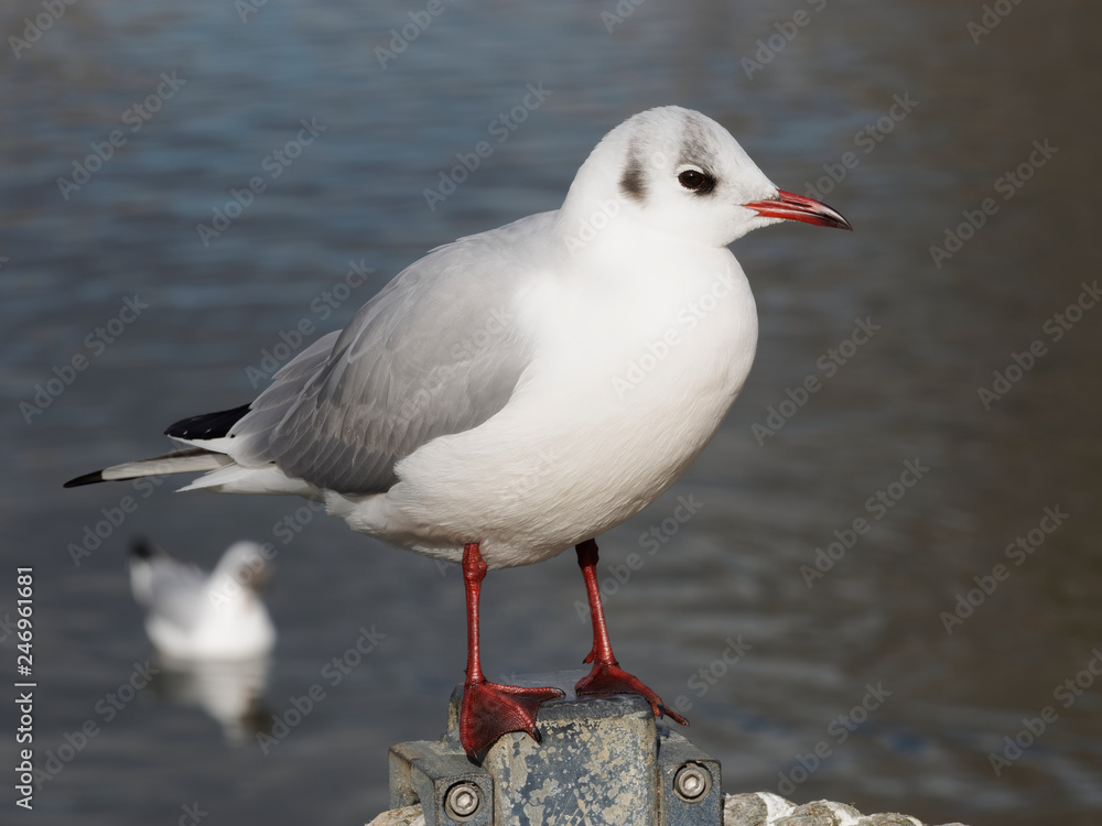Chroicocephalus ridibundus - Gros plan sur une mouette rieuse adulte posée au bord de l'eau Chroicocephalus ridibundus - Gros plan sur une mouette rieuse adulte posée au bord de l'eau