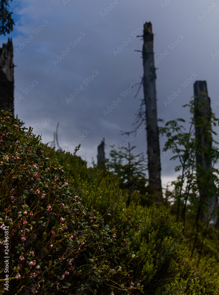 Fototapeta premium Šumava national park