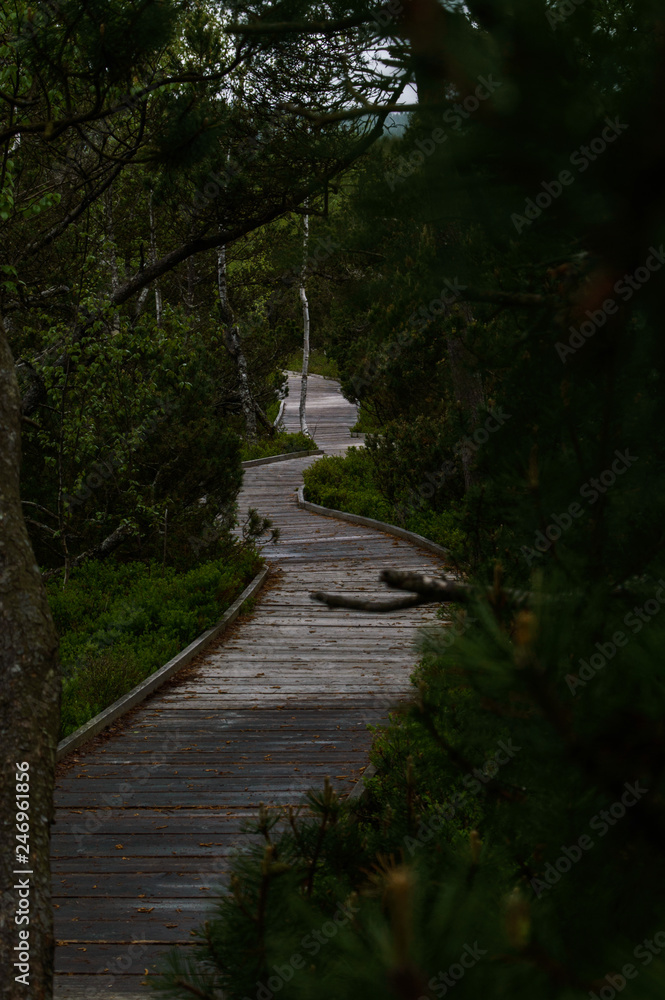 Fototapeta premium Šumava national park