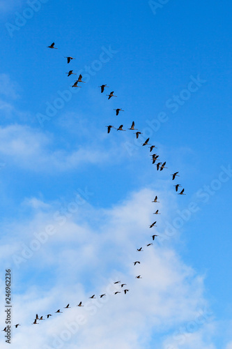 Cranes migration on the blue sky