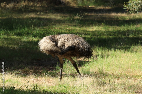 Emu in australia is a flightless big bird photographed in natural environment in southern australia