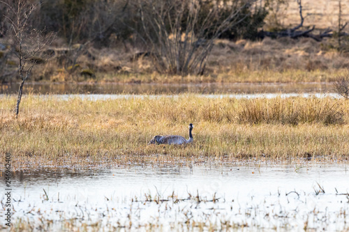 Crane nesting at the lake in spring