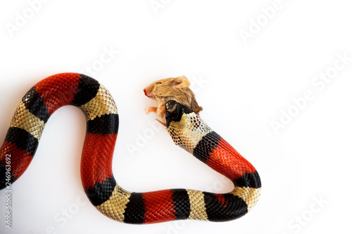Young Scarlet kingsnake Lampropeltis elapsoides. Nonpoisonous snake with a three colored, which characterizes mimicry. Feeding a snake as a fodder mouse on National Serpant Day. On a white background.