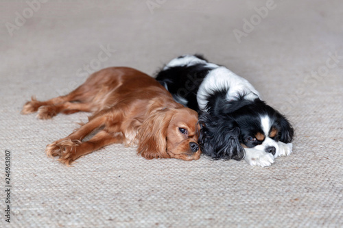 Two dogs sleeping together