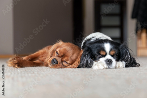 Photography Two dogs sleeping together