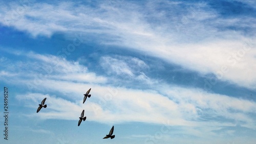 Cloudy sky with birds.