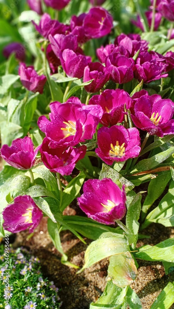 Naklejka premium Tulip blooming volume 555555