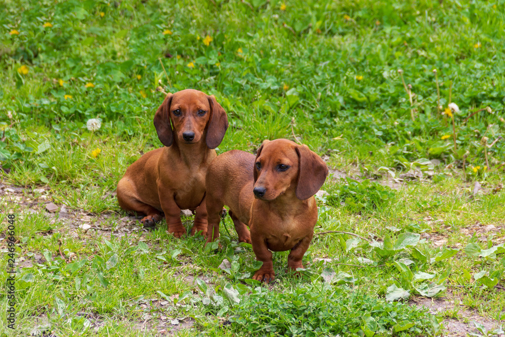two cute brown Dachshund puppies sitting on the green grass