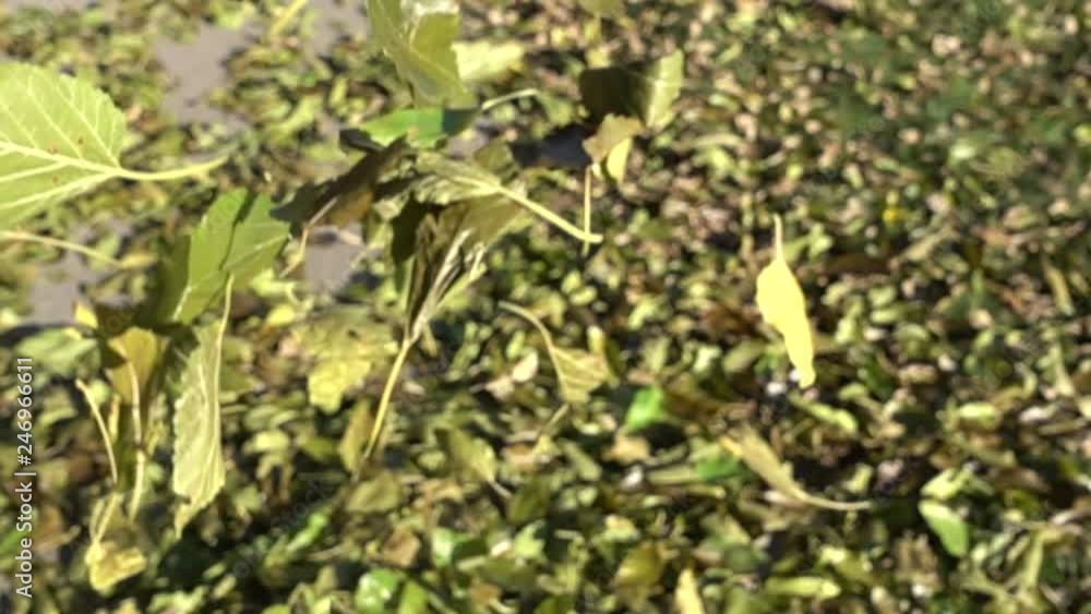 Slow Motion Green Leaves Falling On Ground In Autumn On Bright Sunny Day 003 Slow Motion Green Leaves Falling On Ground In Autumn On Bright Sunny Day 003