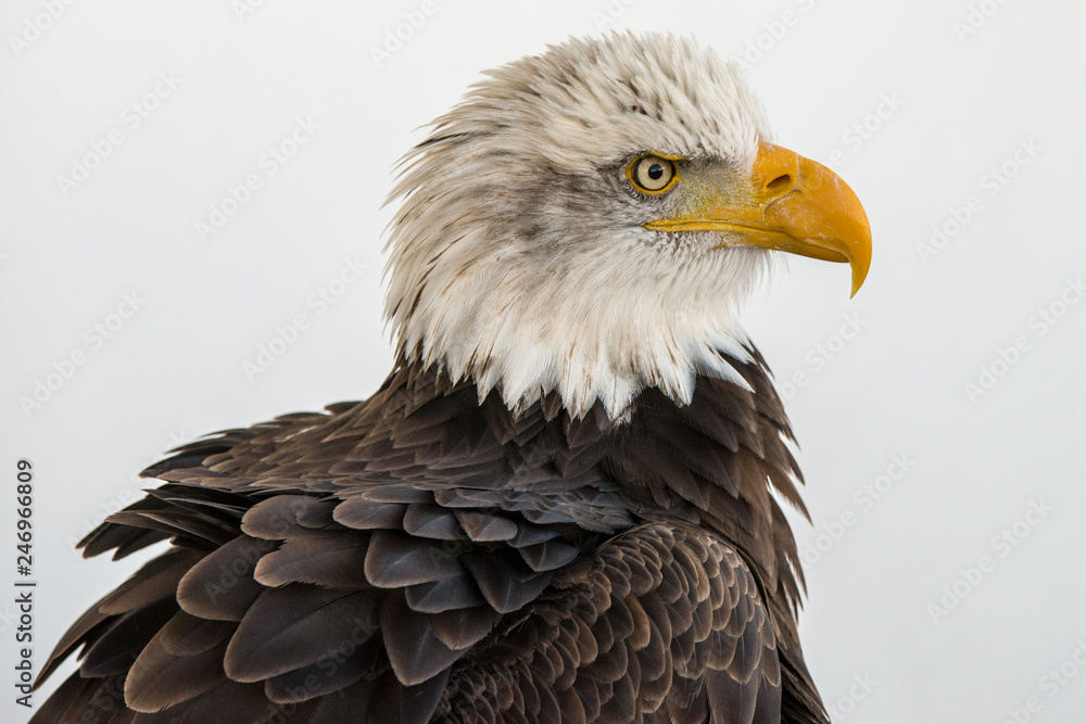 Portrait of a bald eagle isolated aginst a white backgroud Portrait of a bald eagle isolated aginst a white backgroud