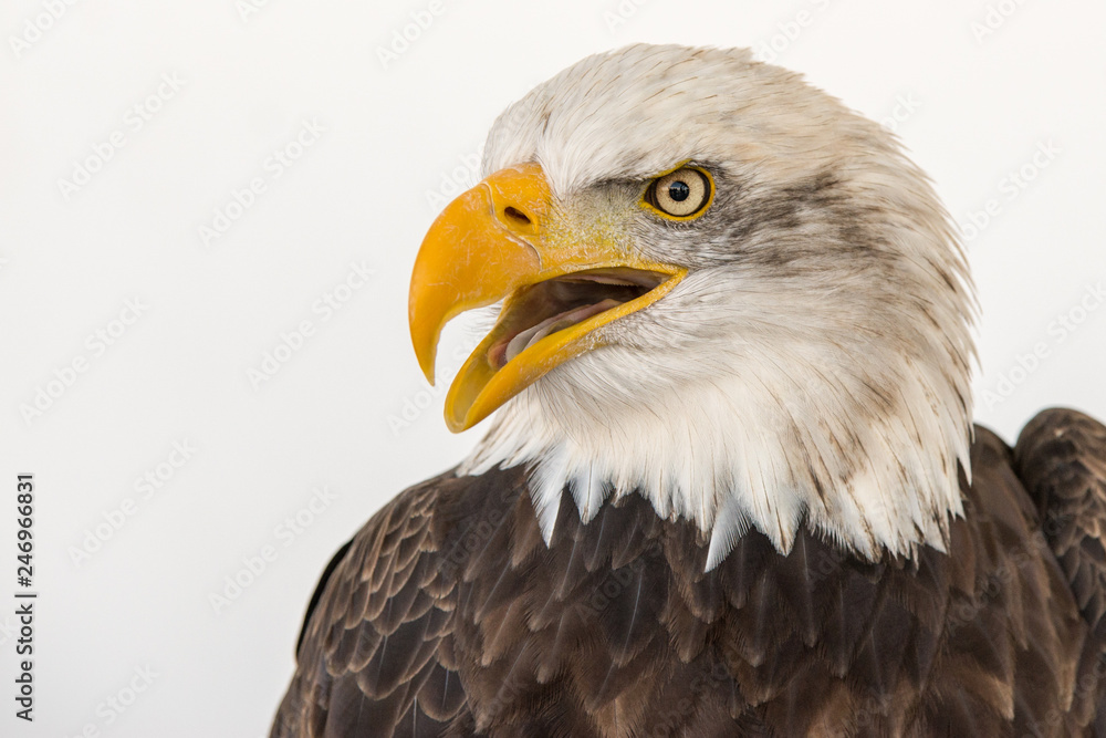 Portrait of a bald eagle isolated aginst a white backgroud Portrait of a bald eagle isolated aginst a white backgroud