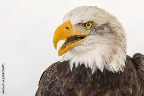 Portrait of a bald eagle isolated aginst a white backgroud