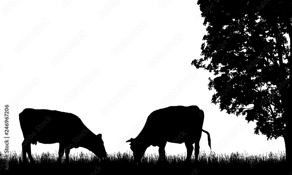 Realistic illustration with two silhouette of cow on pasture, grass and tree, isolated on white background, vector - obrazy, fototapety, plakaty 