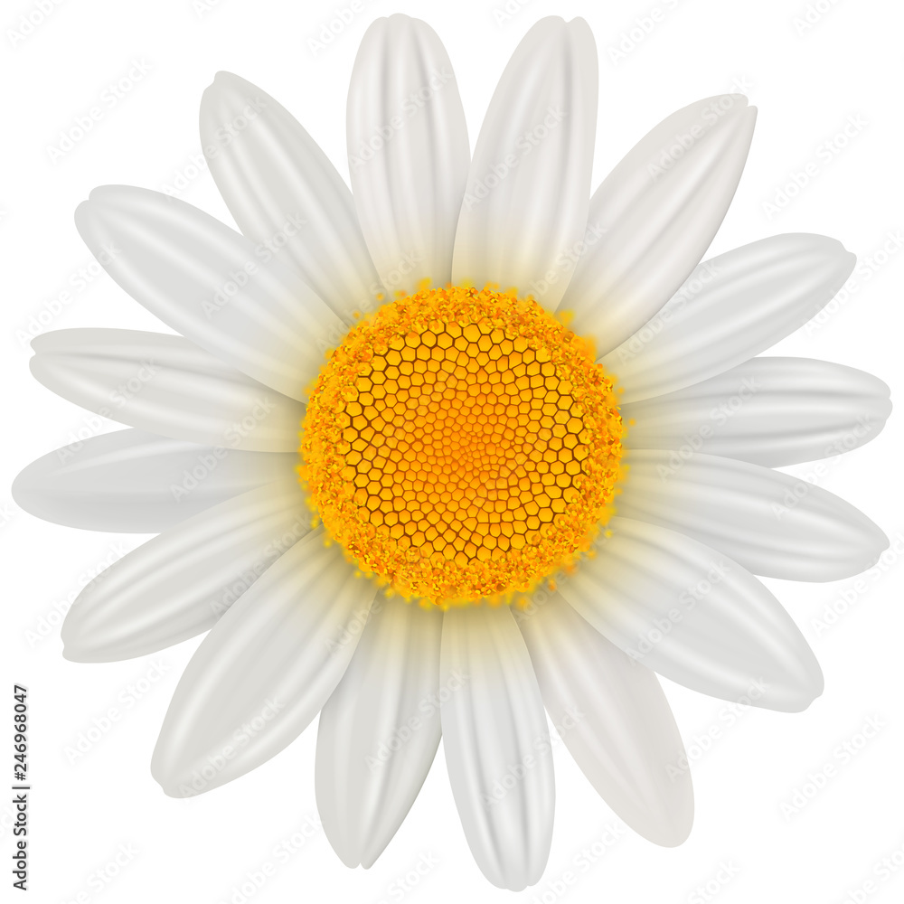 Fototapeta Stokrotka kwiat na białym tle