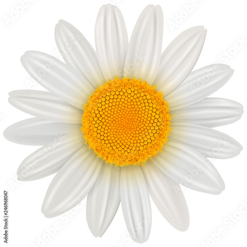 Daisy flower isolated