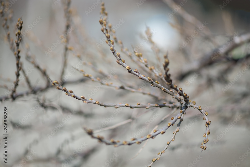 Gooseberry Bush with undisturbed leaves in early spring. The bare branches of a gooseberry. Horizontal photography Gooseberry Bush with undisturbed leaves in early spring. The bare branches of a gooseberry. Horizontal photography