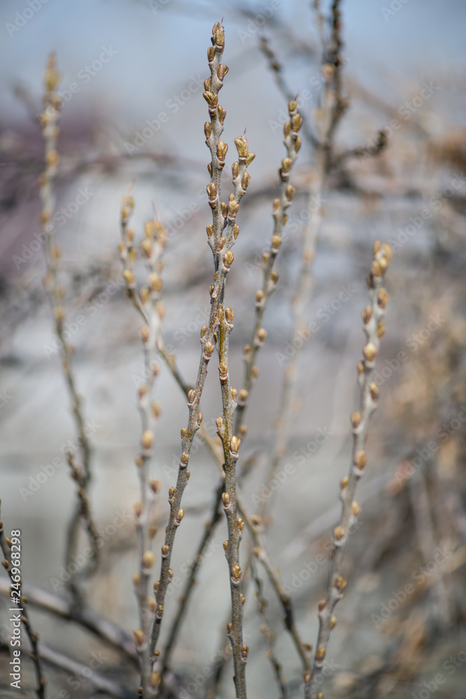 Gooseberry Bush with undisturbed leaves in early spring. The bare branches of a gooseberry. Vertical photography