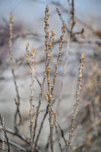 Gooseberry Bush with undisturbed leaves in early spring. The bare branches of a gooseberry. Vertical photography © borislav15