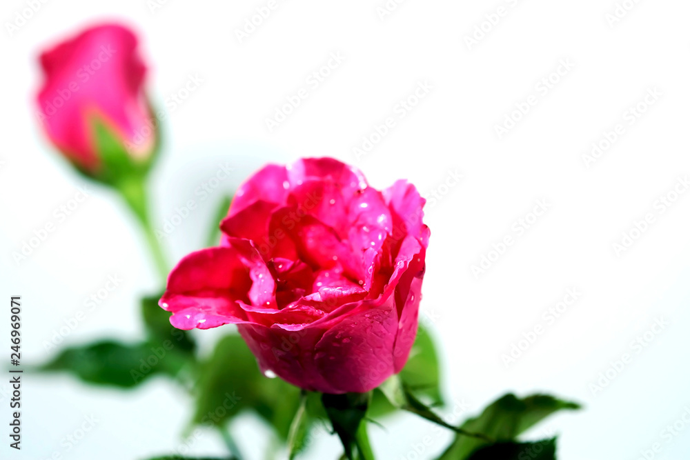 Isolated pink rose on white background and space for write wording, popular flower means love and always give special person in special event such as valentines or any lucky event Isolated pink rose on white background and space for write wording, popular flower means love and always give special person in special event such as valentines or any lucky event