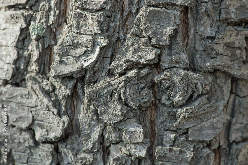 Crown of old pear tree in the garden. Horizontal photography