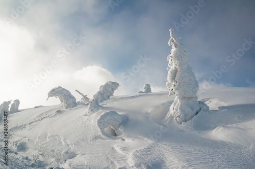 Heavy layer of snow is covering coniferous trees and undulating landscape. Abstract detail of nature during winter