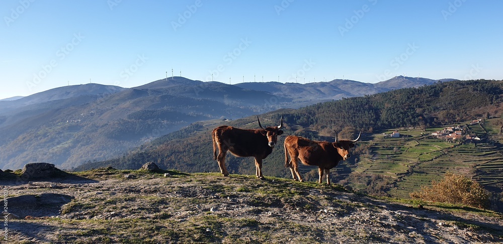 Paysage, montagne