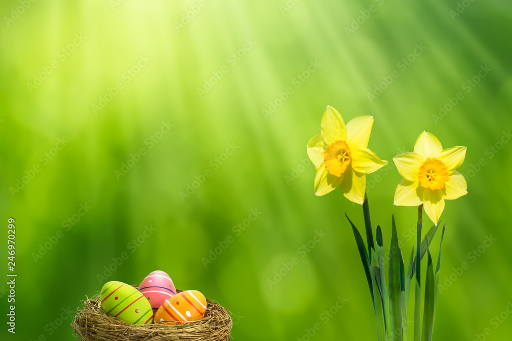 Fototapeta premium ostereier und narzissen in der frühlingssonne
