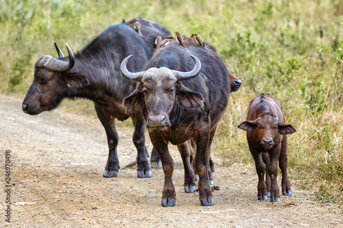 Family of Buffalos
