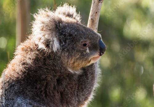 A very cute Koala, Phascolarctos cinereus, In  a eucalyptus tree  at Yanchep National Park in Western Australia. Yanchep has been home to a colony of koalas since 1938.