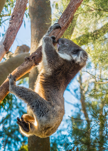 Wall Mural A very cute Koala, Phascolarctos cinereus, In  a eucalyptus tree  at Yanchep National Park in Western Australia
