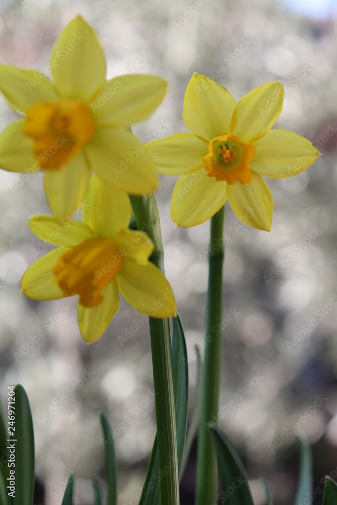 Fototapeta premium Narcisi bokeh