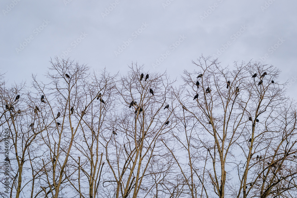 A flock of crows in the canopy of acacia A flock of crows in the canopy of acacia