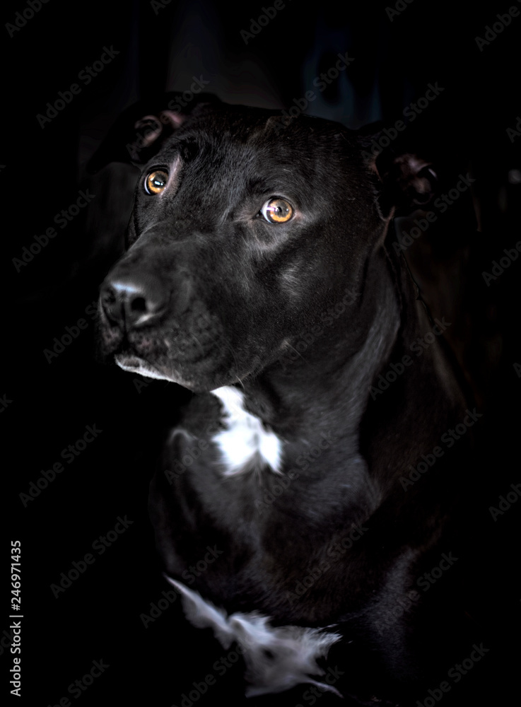 Black American Staffordshire terrier i