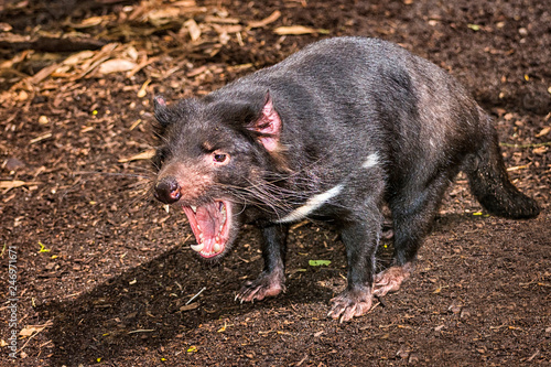 Australian Tasmanian Devil outside during the day time.