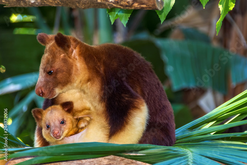 Fényképezés Beautiful  tree kangaroo sitting on a tree branch with her baby