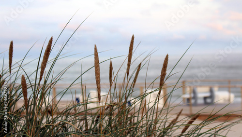 german sylt landscape at the beach of the north sea in late summer autumn with green and red heather pagan and sand