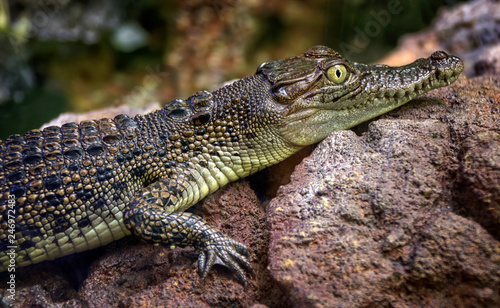 A baby Australian freshwater crocodile (Crocodylus johnstoni)  photo
