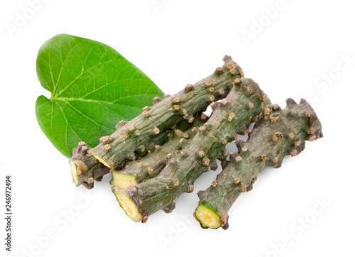 Tinospora Cordifolia with leaf isolated on white background.