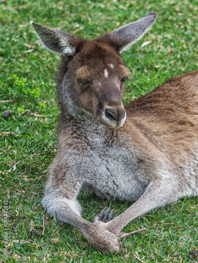 Western Grey Kangaroo , Perth Western Australia