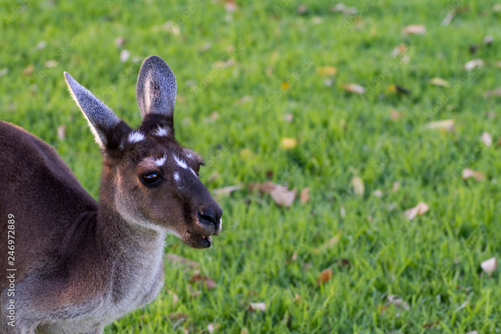 Western Grey Kangaroo (Macropus fuliginosus)