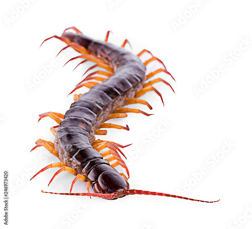 Fotografija centipede on white background